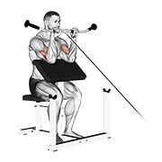 Inverso preacher curl en polea