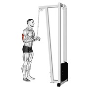 Triceps pushdown (v-bar) en polea