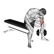 Sentado revers grip concentration curl con mancuerna