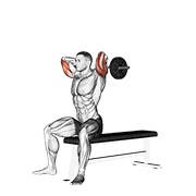 Ez con barra sentado triceps extensión