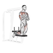 Self asistido inverse curl femoral