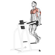 Triceps fondo