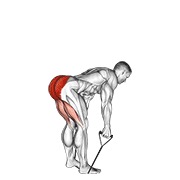 Straight back stiff leg peso muerto con banda
