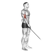 Inverso one arm curl en polea
