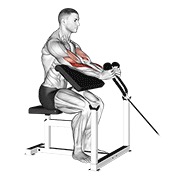 Rope hammer preacher curl en polea