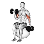 Alternating sentado curl de bíceps on exercise ball con mancuerna
