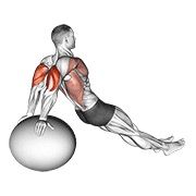 Exercise ball fondo