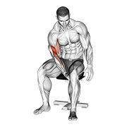 Biceps leg concentration curl