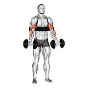 Curl de bíceps (with arm blaster) con mancuerna
