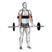 Ez-bar curl de bíceps (with arm blaster)