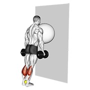 Exercise ball on the wall elevación de gemelos (tennis ball between ankles)